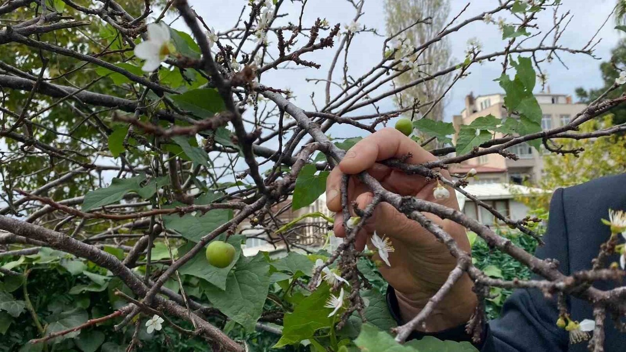 SİNOP’TA KASIM AYINDAKİ GÜNEŞLİ HAVADA ERİK AĞACININ ÇİÇEK AÇMASI GÖRENLERİ...