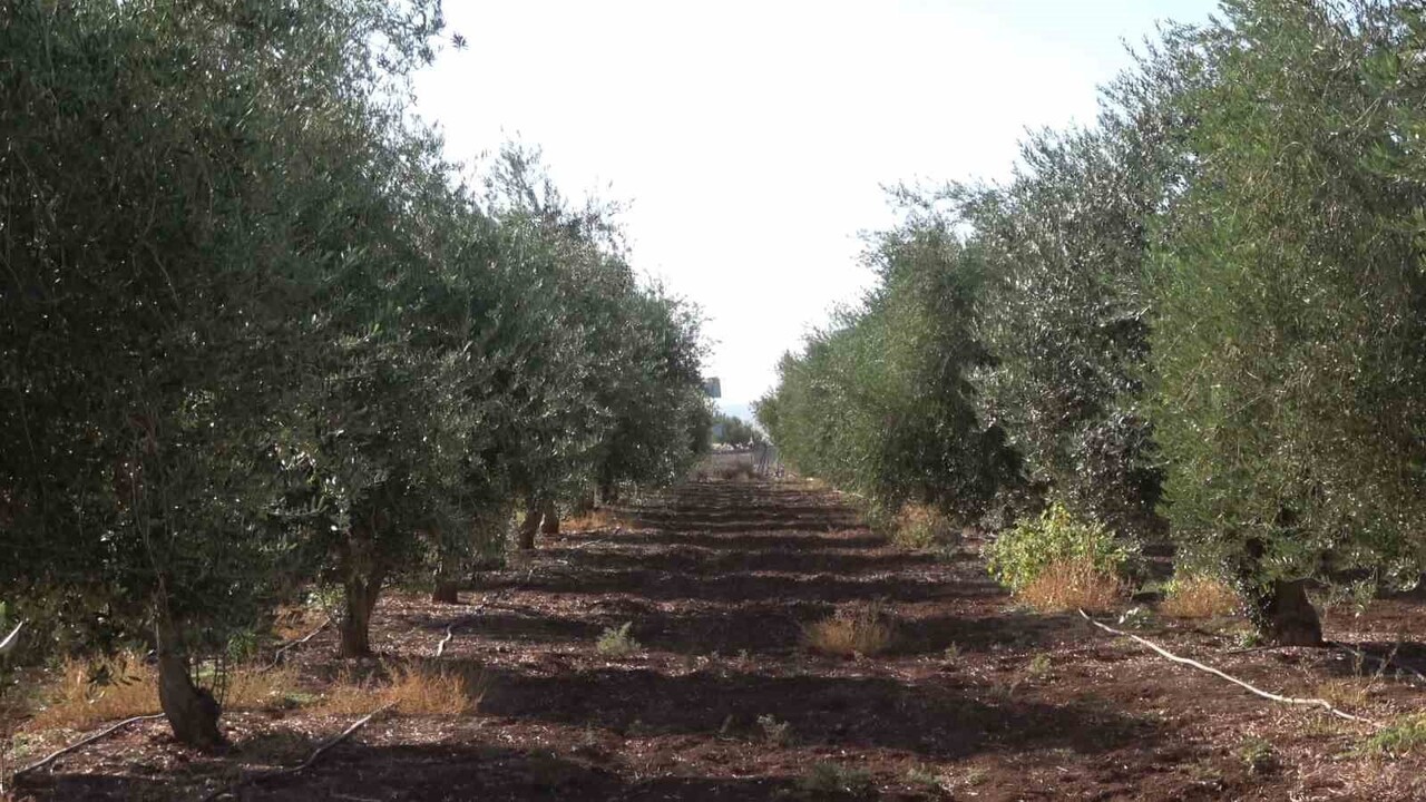 ŞIRNAK'IN İDİL İLÇESİNDE ZEYTİNİ DON VURDU. 150 DÖNÜMLÜK ZEYTİN BAHÇESİNDEN ÜRÜN...