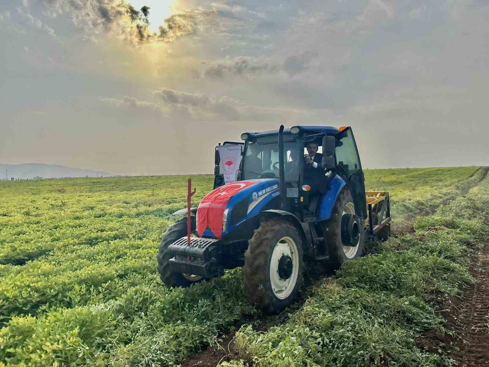 ŞIRNAK'IN SİLOPİ İLÇESİNDE BU 60 BİN DEKARA EKİLEN YER FISTIĞINDAN 25 BİN TON REKOLTE...