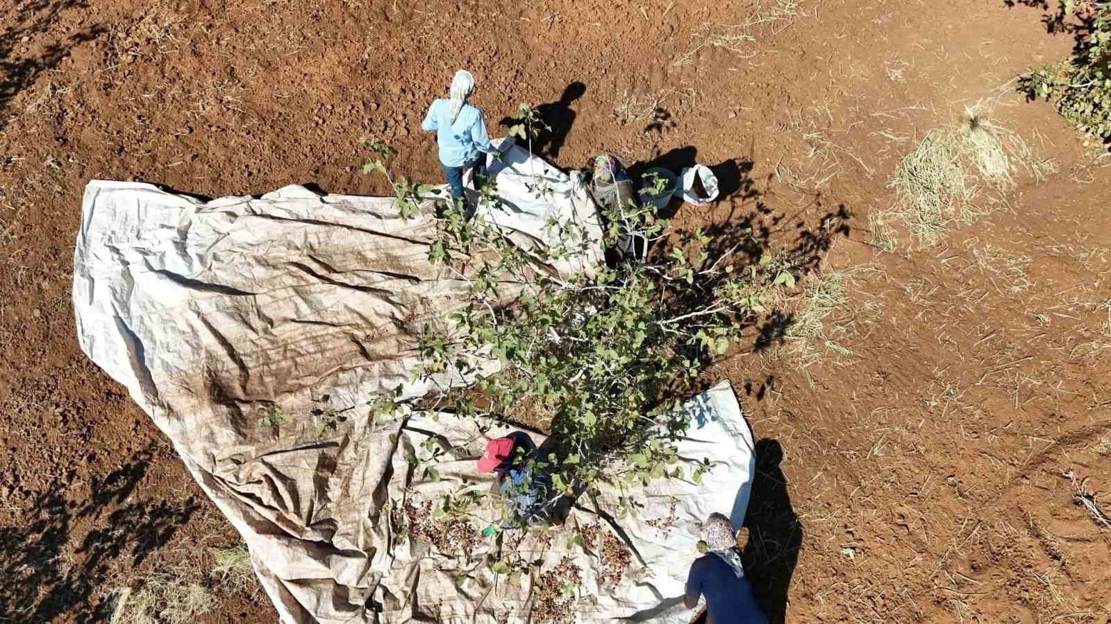 ŞIRNAK’IN İDİL İLÇESİNE BAĞLI KURTULUŞ KÖYÜ’NDE MUHTAR MEHMET NURİ GENÇ’İN ÖNCÜLÜĞÜNDE 13 BİN...