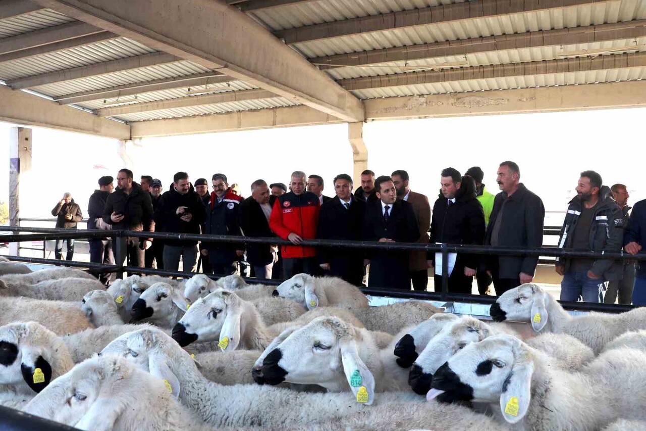 SİVAS’IN YILDIZELİ İLÇESİNDE YÜZDE 70’İ HİBE OLARAK 250 KOYUN VE 10 DAMIZLIK KOÇ DAĞITILDI, HANE...