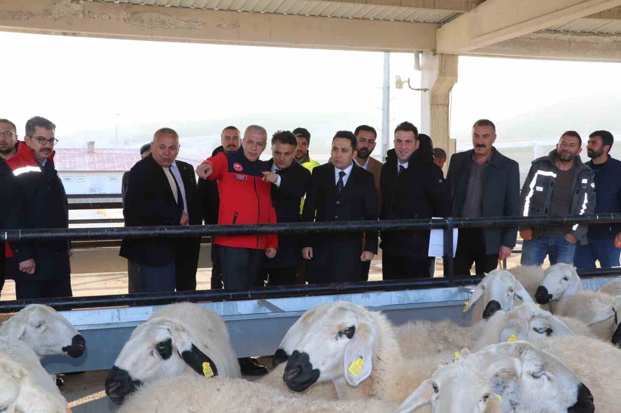 SİVAS’IN YILDIZELİ İLÇESİNDE YÜZDE 70’İ HİBE OLARAK 250 KOYUN VE 10 DAMIZLIK KOÇ DAĞITILDI, HANE...