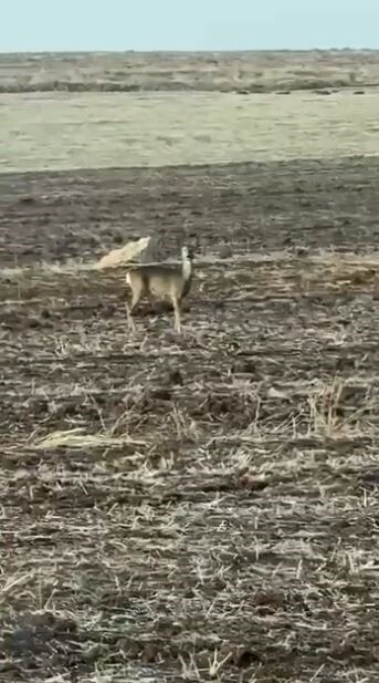SİVAS’TA BOZKIRIN ORTASINDA KARACA GÖRÜNTÜLENDİ. CEP TELEFONU KAMERASINA YANSIYAN KARACA, BİR SÜRE...