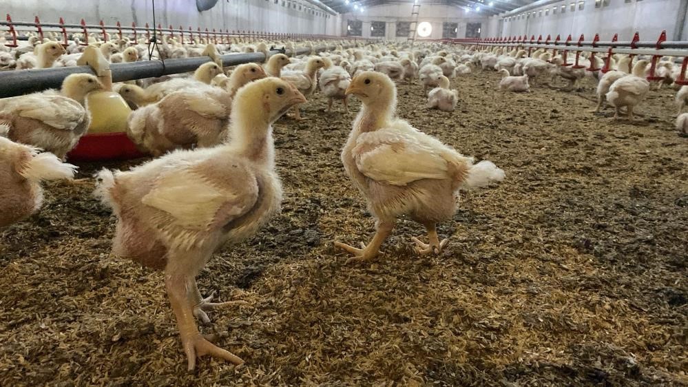 SÖKE İLÇE TARIM’DAN KUŞ GRİBİ RİSKİ UYARISI