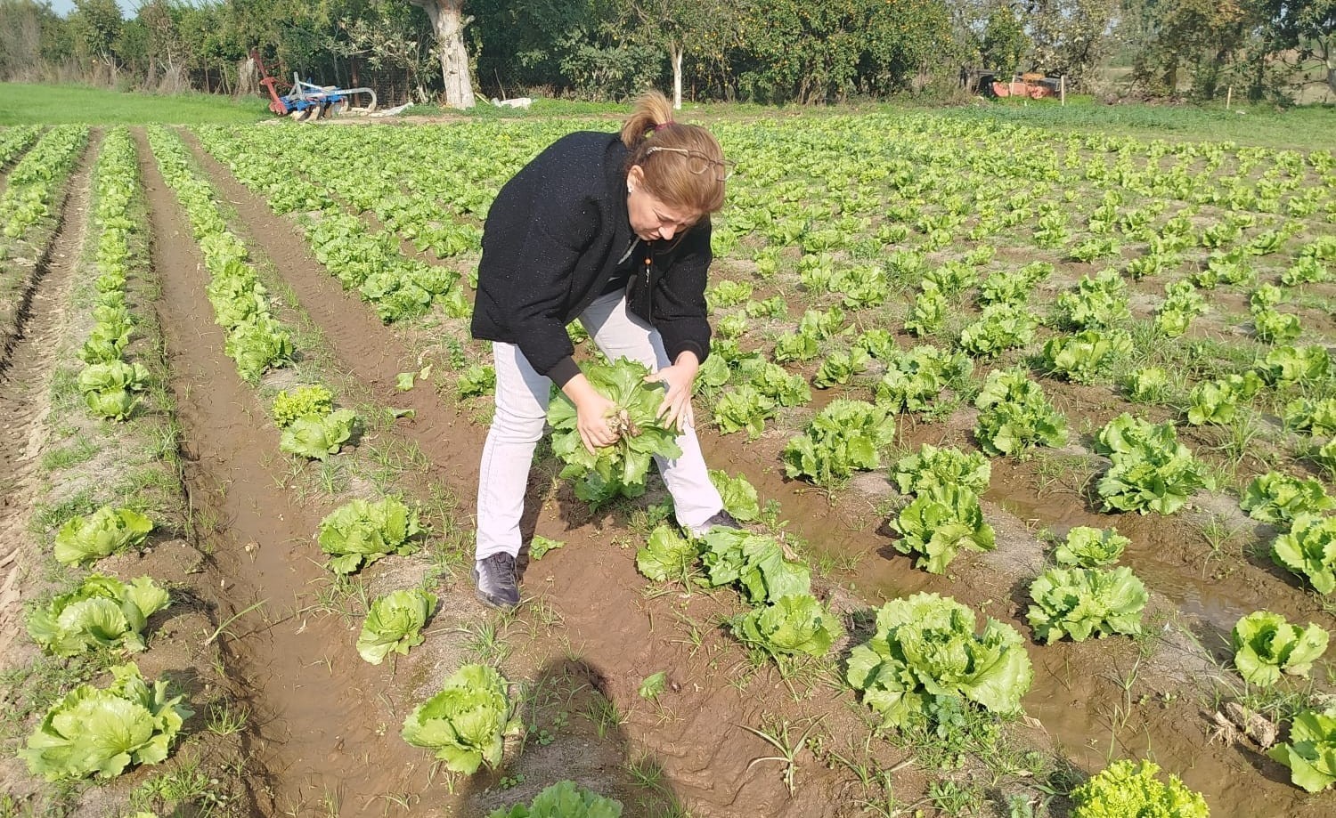 SÖKE İLÇE TARIM VE ORMAN MÜDÜRLÜĞÜ EKİPLERİ, MARUL ÜRETİM ALANLARINDAN NUMUNE ALARAK HASAT ÖNCESİ...