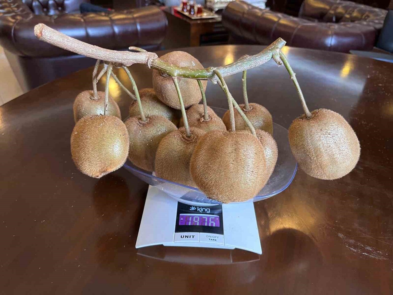 SON DÖNEMDE KİVİNİN GÖZDE MERKEZİ HALİNE GELEN SAMSUN’UN ÇARŞAMBA İLÇESİNDE KİVİ ÜRETİCİLİĞİ YAPAN...