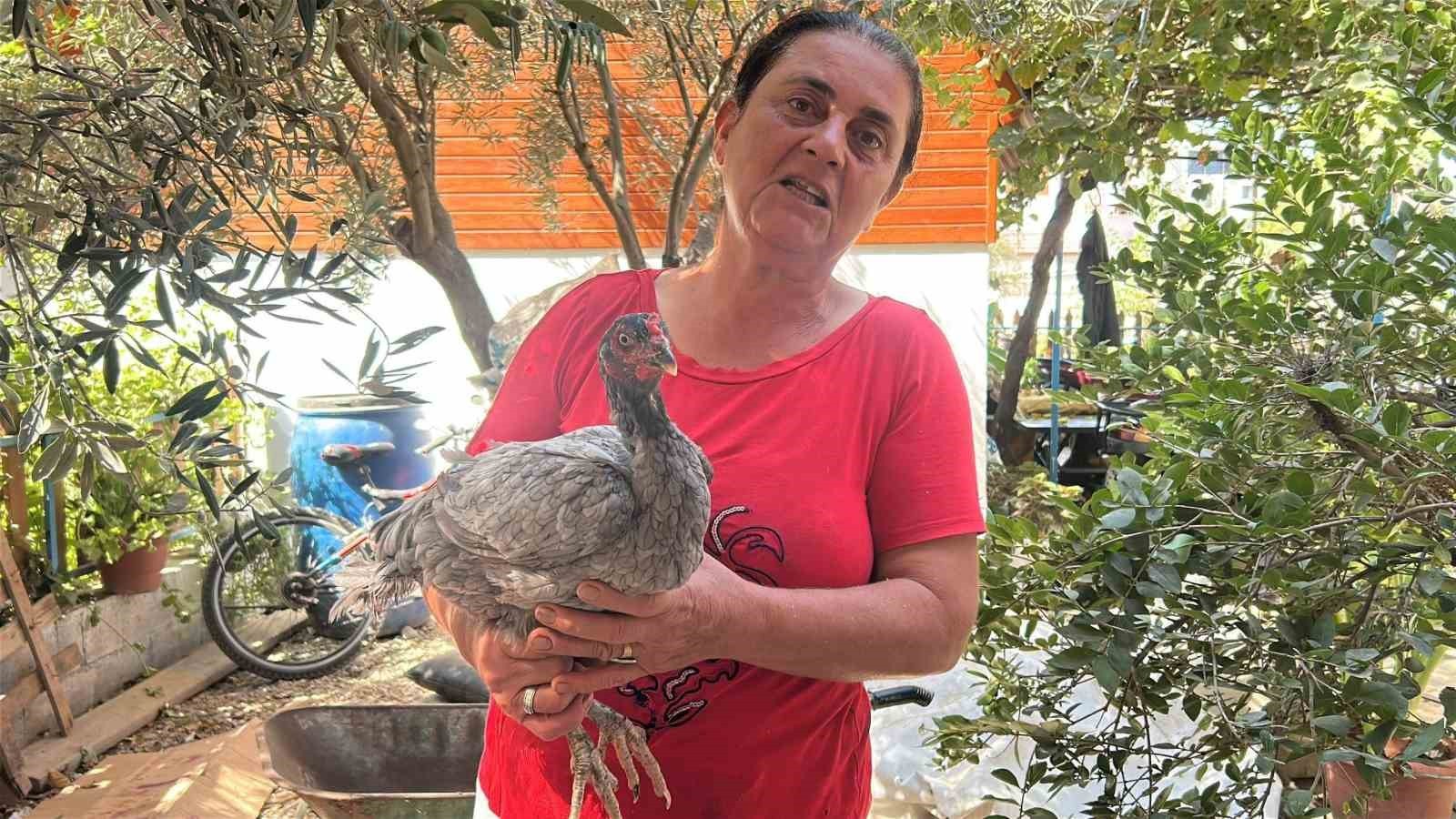 TAVUĞUN ÖZELLİKLERİNİ ANLATMASI