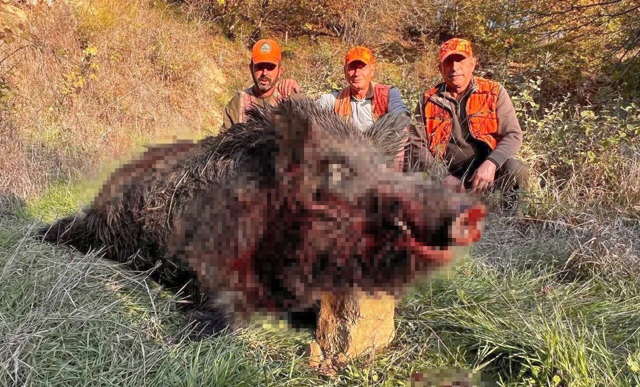 TEKİRDAĞ'IN HAYRABOLU İLÇESİNDE SÜREK AVINA ÇIKAN AVCILAR, YAKLAŞIK 300 KİLOGRAM AĞIRLIĞINDA DEV...