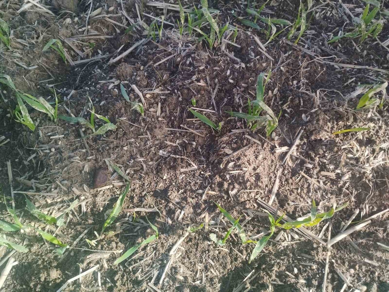 TEKİRDAĞ'IN MURATLI İLÇESİNDE, TARIM VE ORMAN MÜDÜRLÜĞÜ TARAFINDAN HUBUBAT EKİLİ ALANLARDA YAPILAN...