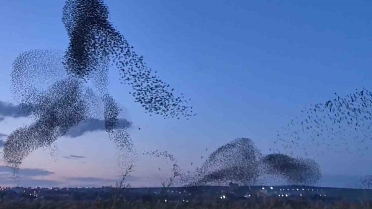 TEKİRDAĞ'IN SÜLEYMANPAŞA İLÇESİNDE GÜN BATIMINA DOĞRU TOPLANAN SIĞIRCIK SÜRÜLERİ, HAVADA OLUŞAN...