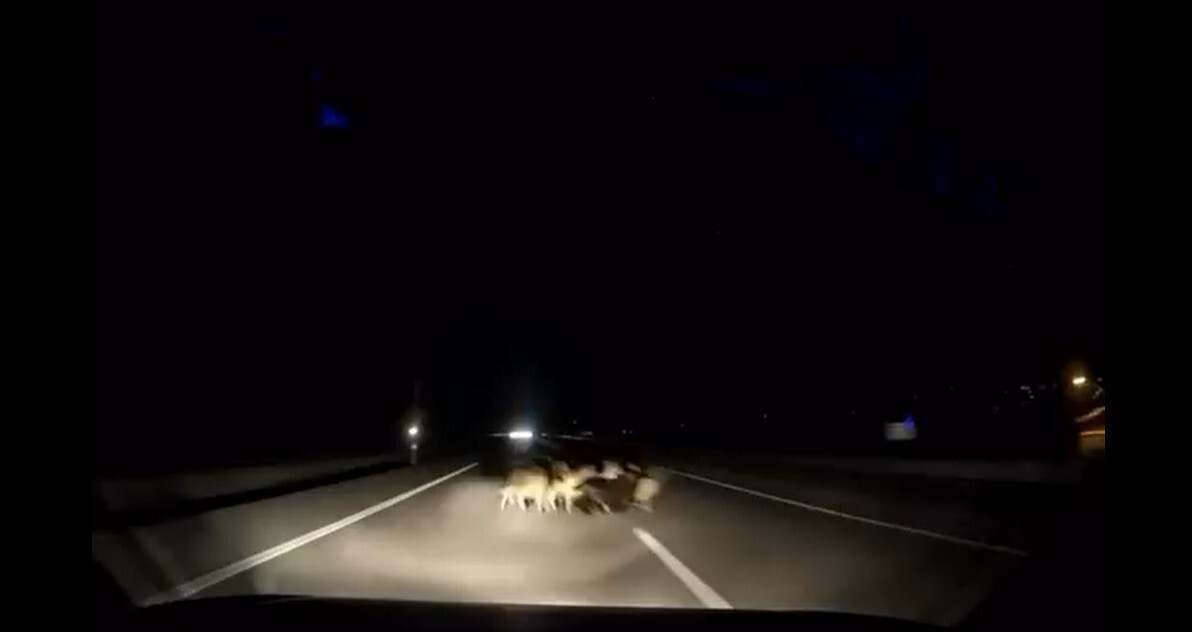 TOKAT-NİKSAR KARAYOLUNDA AKŞAM SAATLERİNDE MEYDANA GELEN KAZADA OTOMOBİLİN KÜÇÜKBAŞ HAYVAN...