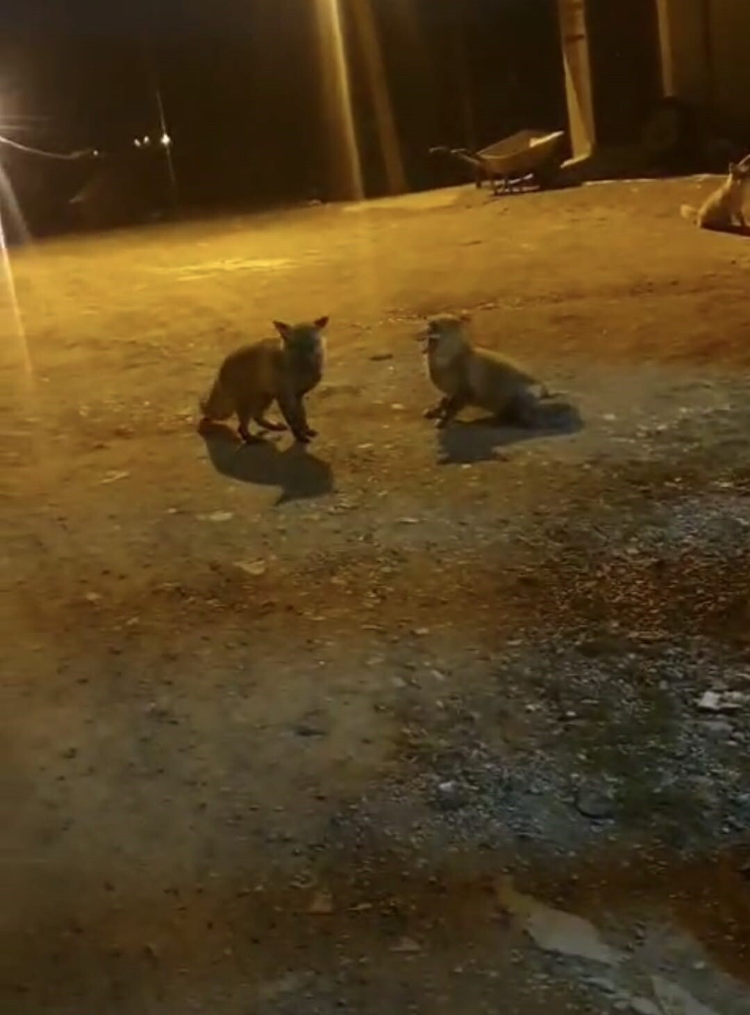 TRABZON'UN KÖPRÜBAŞI İLÇESİ TAŞLI YAYLASI'NDA YAZ AYLARINDA KASAPLIK YAPAN 61 YAŞINDAKİ RAFET...