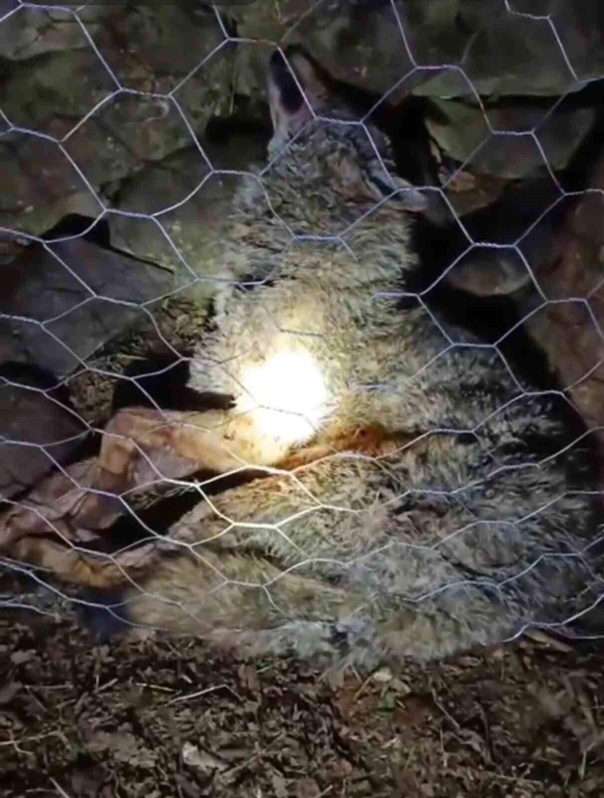 TRABZON’UN SÜRMENE İLÇESİ OYLUM MAHALLESİNDE GECE YAŞANAN KURT SALDIRISINDA, ÇOBAN KÖPEKLERİNİN...