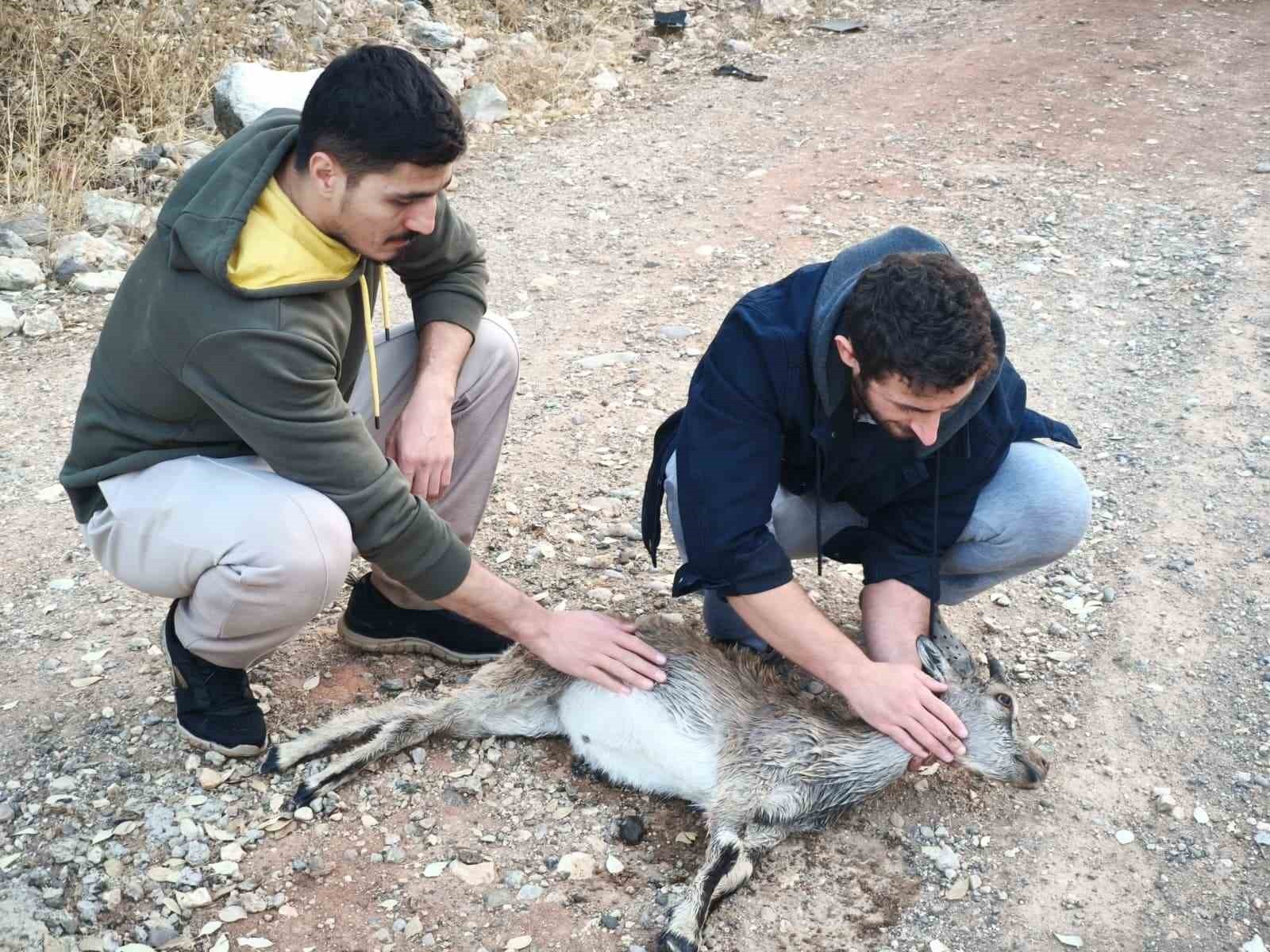 TUNCELİ’DE 2 KUZEN, SOKAK KÖPEKLERİNİN SALDIRIP YARALADIĞI YAVRU DAĞ KEÇİSİNİ 3 KİLOMETRE SIRTINDA...