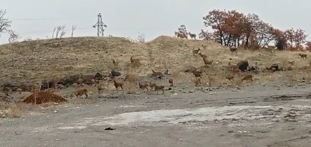 TUNCELİ’DE YAKLAŞIK 50 DAĞ KEÇİSİ YOL KENARINDA YİYECEK ARARKEN GÖRÜNTÜLENDİ.