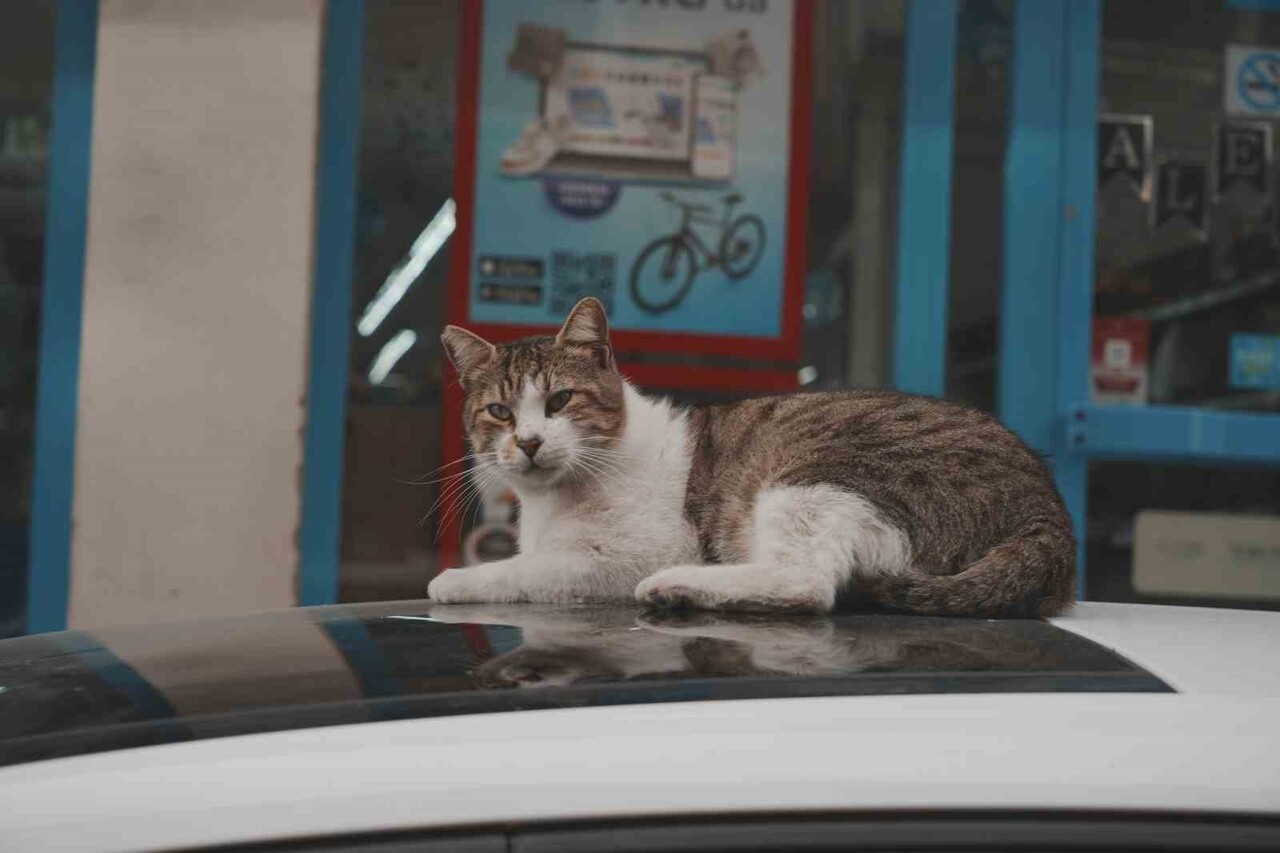 TÜRKİYE'NİN HEMEN HER KENTİNDE SOKAKLARIN VAZGEÇİLMEZ SAKİNLERİ OLAN KEDİLER, YİYECEK ARAYIŞINDA...
