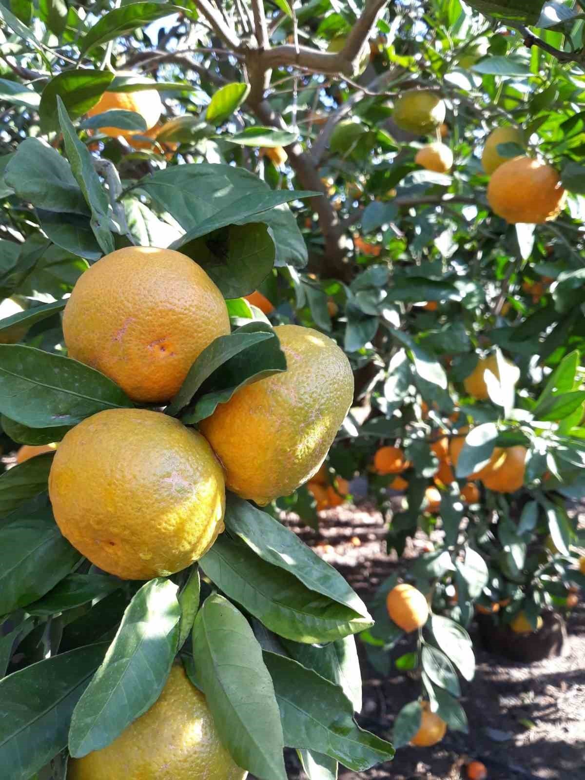 TÜRKİYE’NİN ÖNEMLİ TARIM KENTLERİNDEN OLAN AYDIN’IN SÖKE İLÇESİNDE, AKDENİZ MEYVE SİNEĞİ VE ZEYTİN...