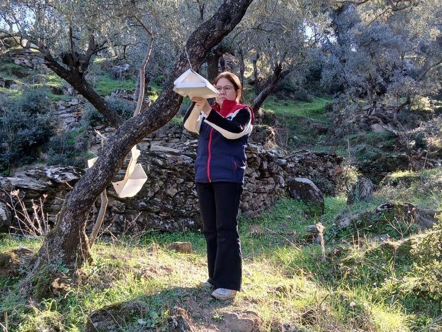 TÜRKİYE’NİN ÖNEMLİ TARIM KENTLERİNDEN OLAN AYDIN’IN SÖKE İLÇESİNDE, AKDENİZ MEYVE SİNEĞİNE KARŞI...