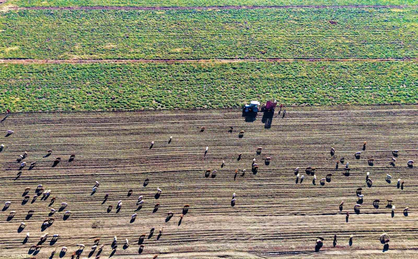 TÜRKİYE’NİN ÖNEMLİ TARIM MERKEZLERİNDEN BİRİ OLAN MUŞ OVASI’NDA, ÇİFTÇİLERİN AYLARCA EMEK VEREREK...