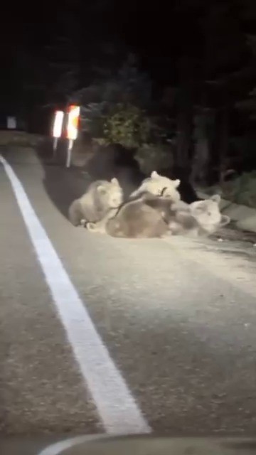 ULUDAĞ’DA VAHŞİ DOĞANIN EN TATLI ANI ANNE AYI YAVRULARINI EMZİRİRKEN GÖRÜNTÜLENDİ
