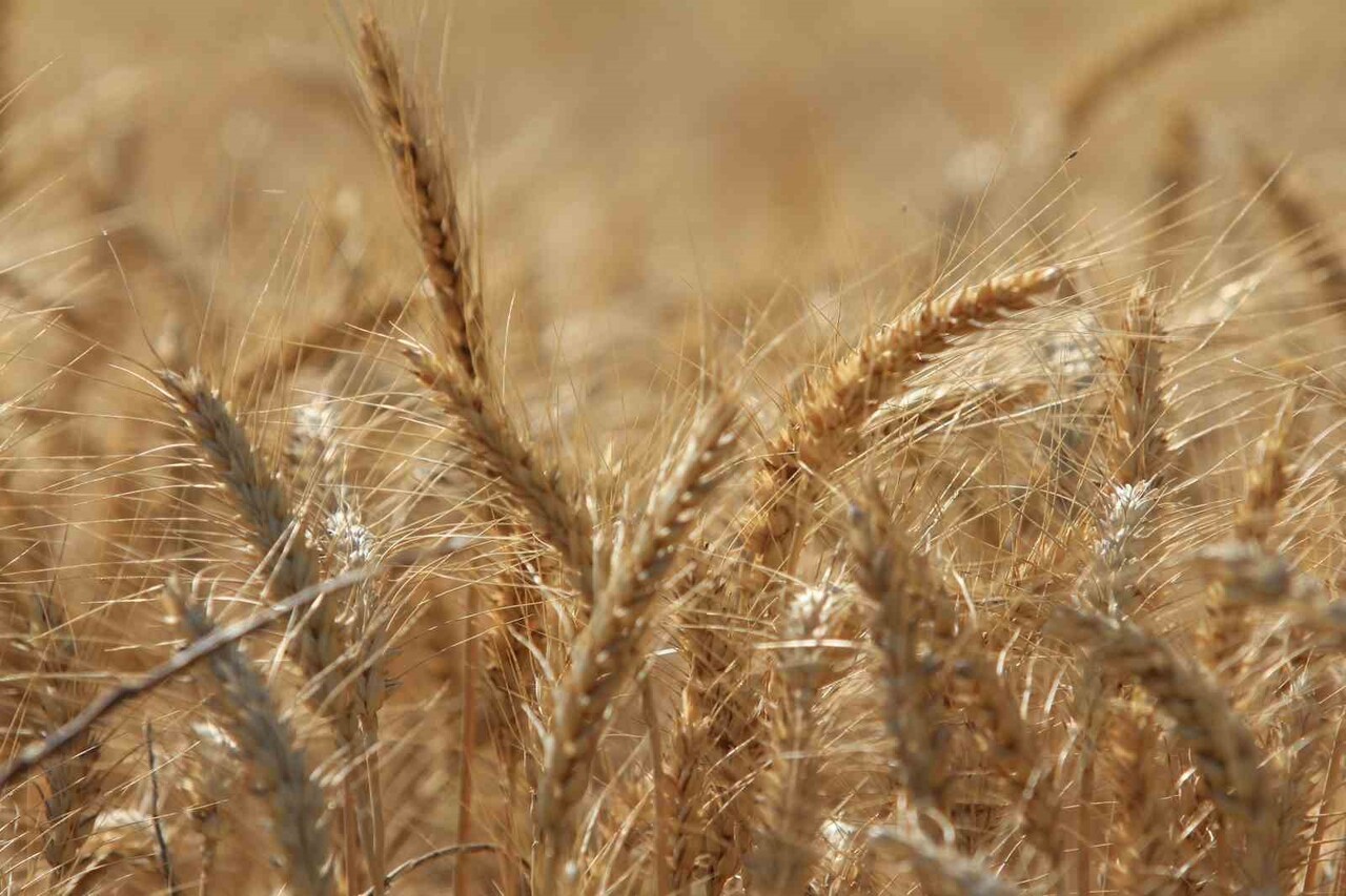 ULUSLARARASI HUBUBAT KONSEYİ (IGC), KÜRESEL TAHIL ÜRETİMİNİN GEÇEN SEZONA GÖRE 105 MİLYON TONLUK...