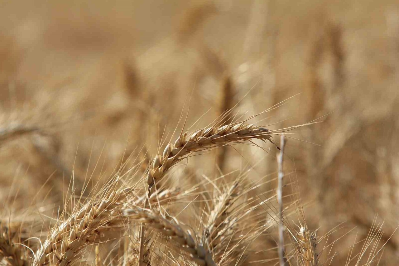 ULUSLARARASI HUBUBAT KONSEYİ (IGC), KÜRESEL TAHIL ÜRETİMİNİN GEÇEN SEZONA GÖRE 105 MİLYON TONLUK...