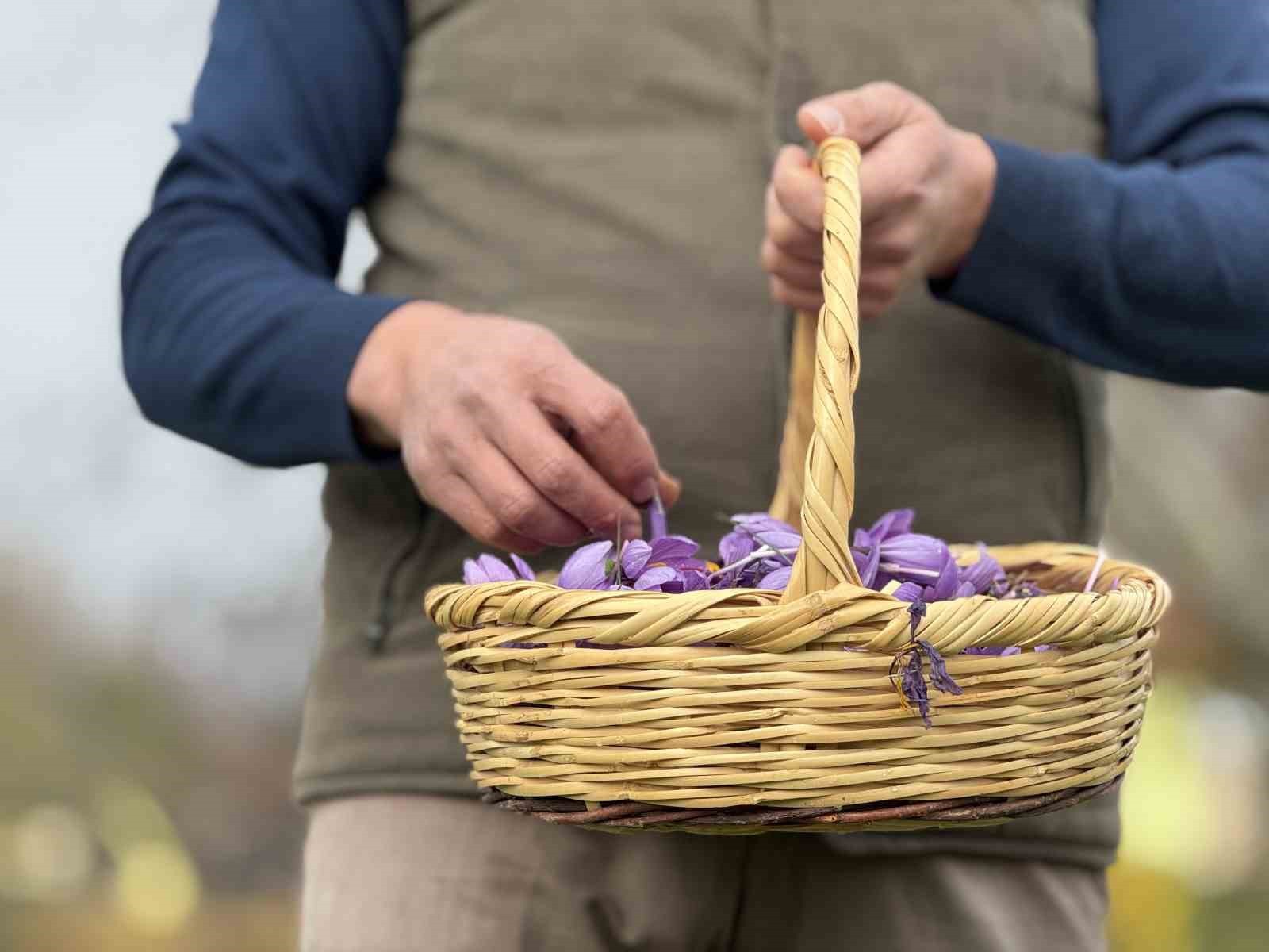 UNESCO DÜNYA MİRAS LİSTESİ'NDEKİ KARABÜK'ÜN SAFRANBOLU İLÇESİYLE ÖZDEŞLEŞEN VE KİLOGRAM FİYATI 600...
