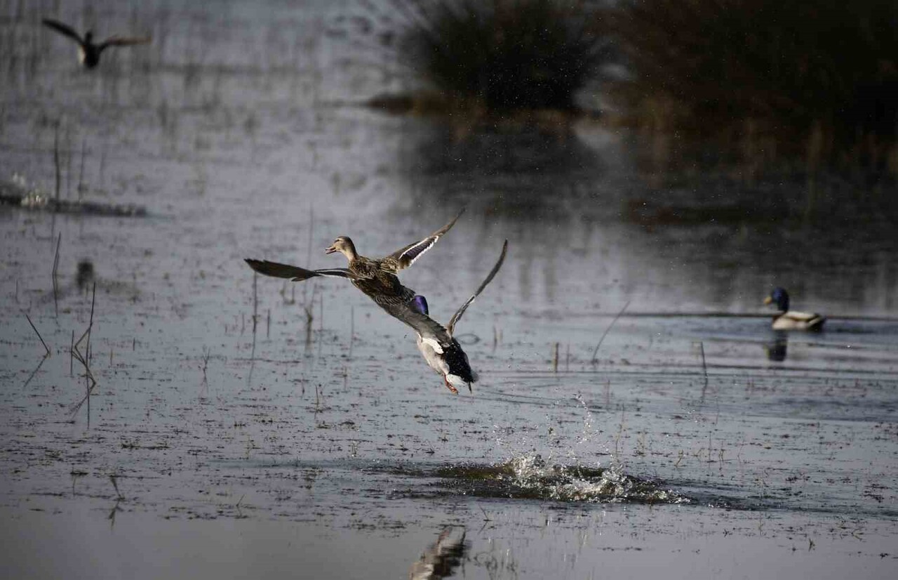 UNESCO DÜNYA MİRASI GEÇİCİ LİSTESİ'NDE YER ALAN, DOĞAL GÜZELLİKLERİYLE ÜNLÜ KIZILIRMAK DELTASI KUŞ...