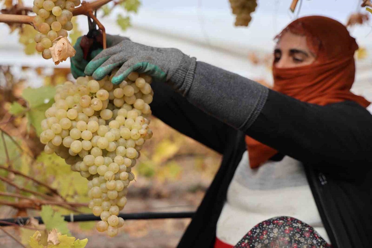 ÜZÜM YETİŞTİRİCİLİĞİ VE TADI BAKIMINDAN TÜRKİYE’NİN EN ÖNEMLİ İLLERİ ARASINDA YER ALAN ELAZIĞ’DA...
