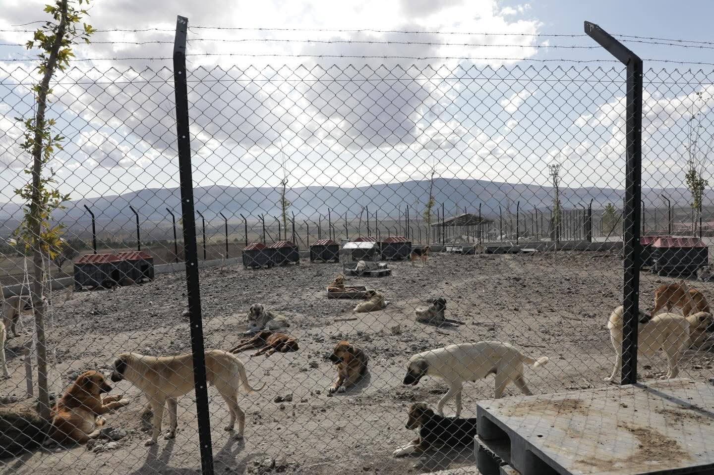 VALİ IŞIN VE BAKAN DANIŞMANI KARACA, HAYVAN BARINAKLARINI İNCELEDİ