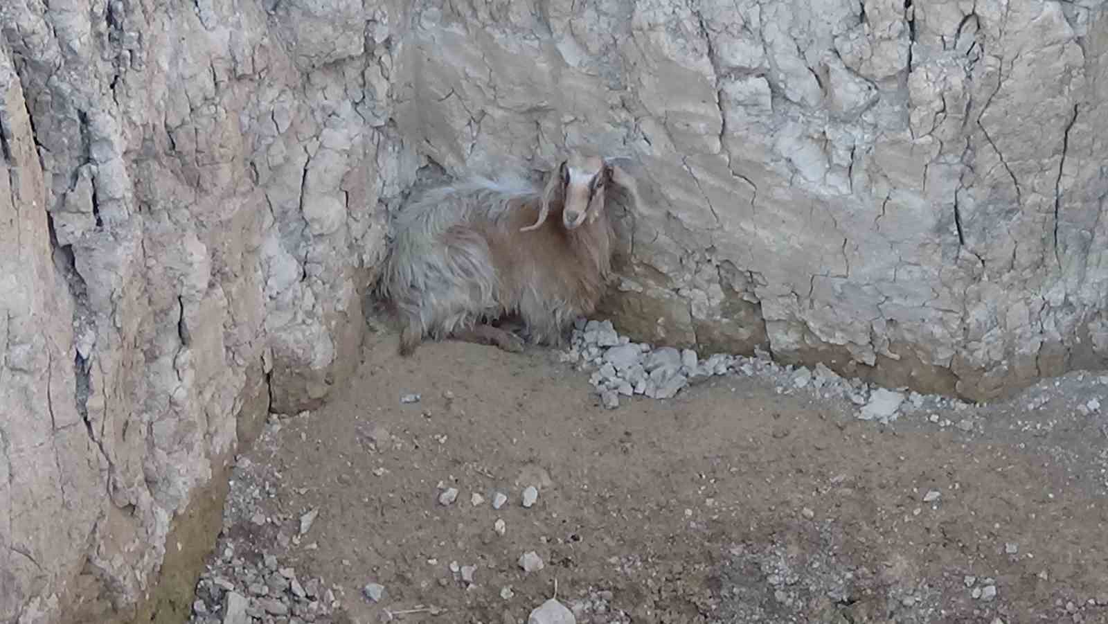 YAKLAŞIK 4 METRELİK ÇUKURA DÜŞEN KEÇİ İTFAİYECE KURTARILDI