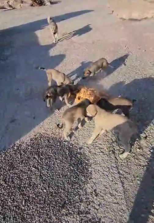 YOLDA YALNIZ DEĞİLLER: BAYBURTLU ŞOFÖR ANNE VE YAVRU KÖPEKLERİ KOCA TENCERE YEMEKLE BESLEDİ