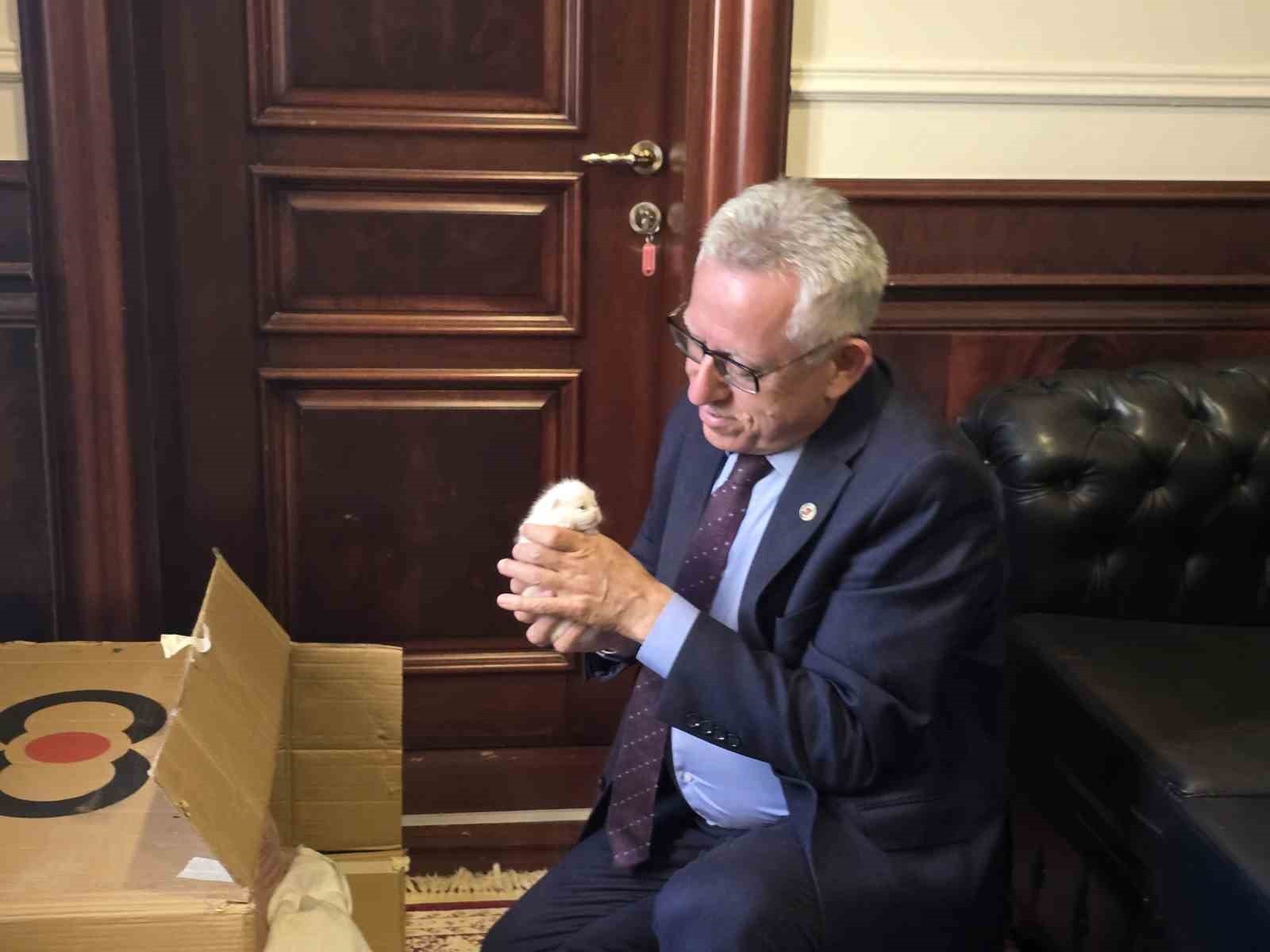 YOZGAT BELEDİYE BAŞKANI KAZIM ARSLAN HAYVAN SEVGİSİNİ HEM MAKAM ODASINDA BESLEDİĞİ KEDİLERİYLE HEM...