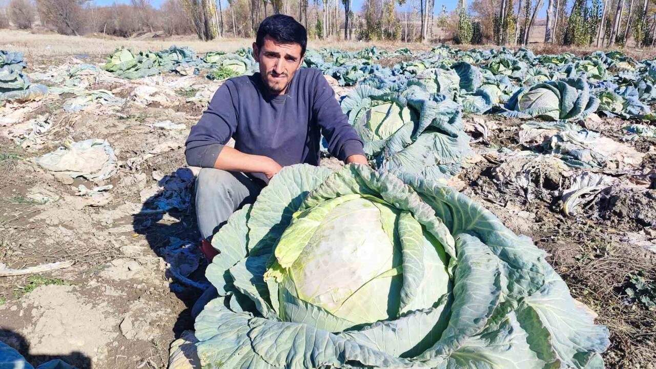 YOZGAT’TA BABA-OĞUL, 30 YILDIR SÜRDÜRDÜKLERİ LAHANA ÜRETİMİYLE HEM GEÇİMLERİNİ SAĞLIYOR HEM DE...