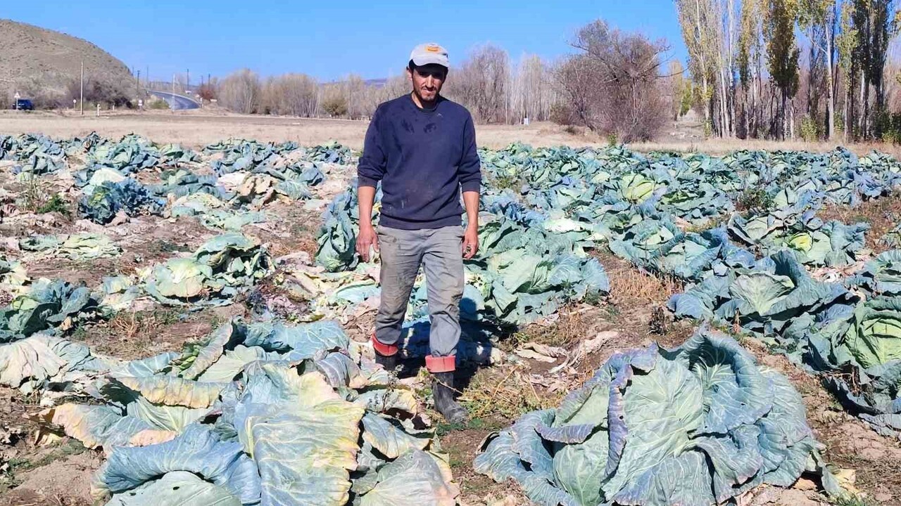 YOZGAT’TA BABA-OĞUL, 30 YILDIR SÜRDÜRDÜKLERİ LAHANA ÜRETİMİYLE HEM GEÇİMLERİNİ SAĞLIYOR HEM DE...