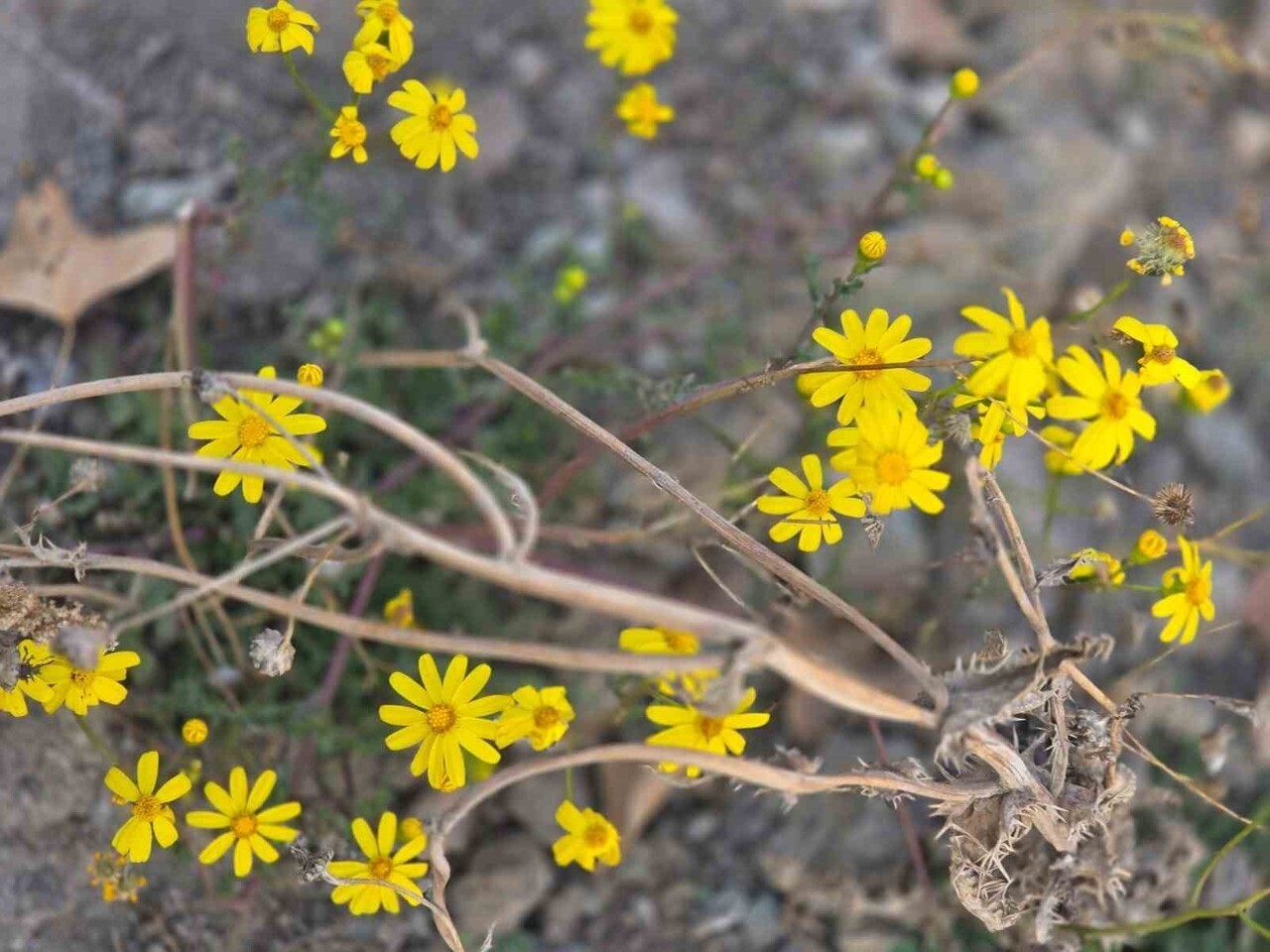 YOZGAT’TA KASIM AYININ SON GÜNLERİNDE KAR BEKLENİRKEN, ÇİÇEK SÜRPRİZİ YAŞANDI.