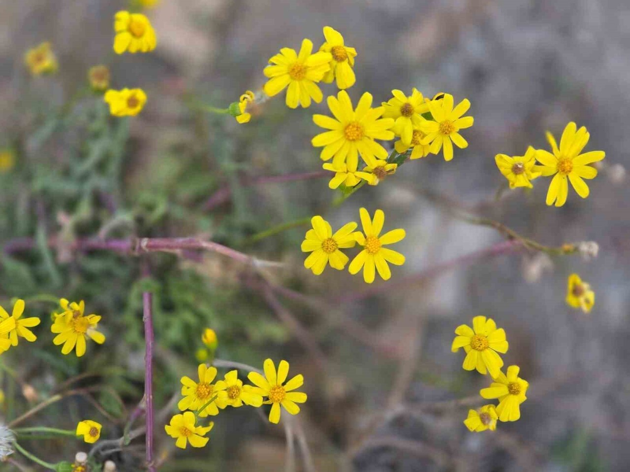 YOZGAT’TA KASIM AYININ SON GÜNLERİNDE KAR BEKLENİRKEN, ÇİÇEK SÜRPRİZİ YAŞANDI.