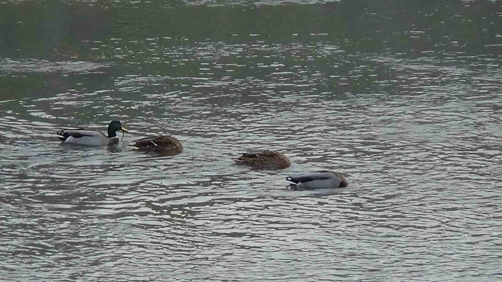 YÜZLERCE YABANİ ÖRDEK KARS ÇAYI'NDA YEMLENİRKEN GÖRÜNTÜLENDİ.