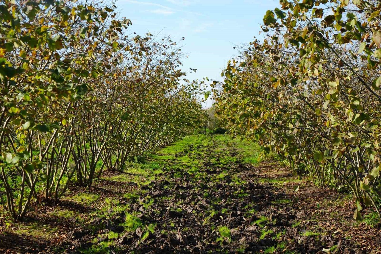 ZİRAAT YÜKSEK MÜHENDİSİ GÖKHAN AYAR, DİP SÜRGÜNÜ TEMİZLİĞİ, UÇ BUDAMASI VE SEYRELTME UYGULAMALARI...
