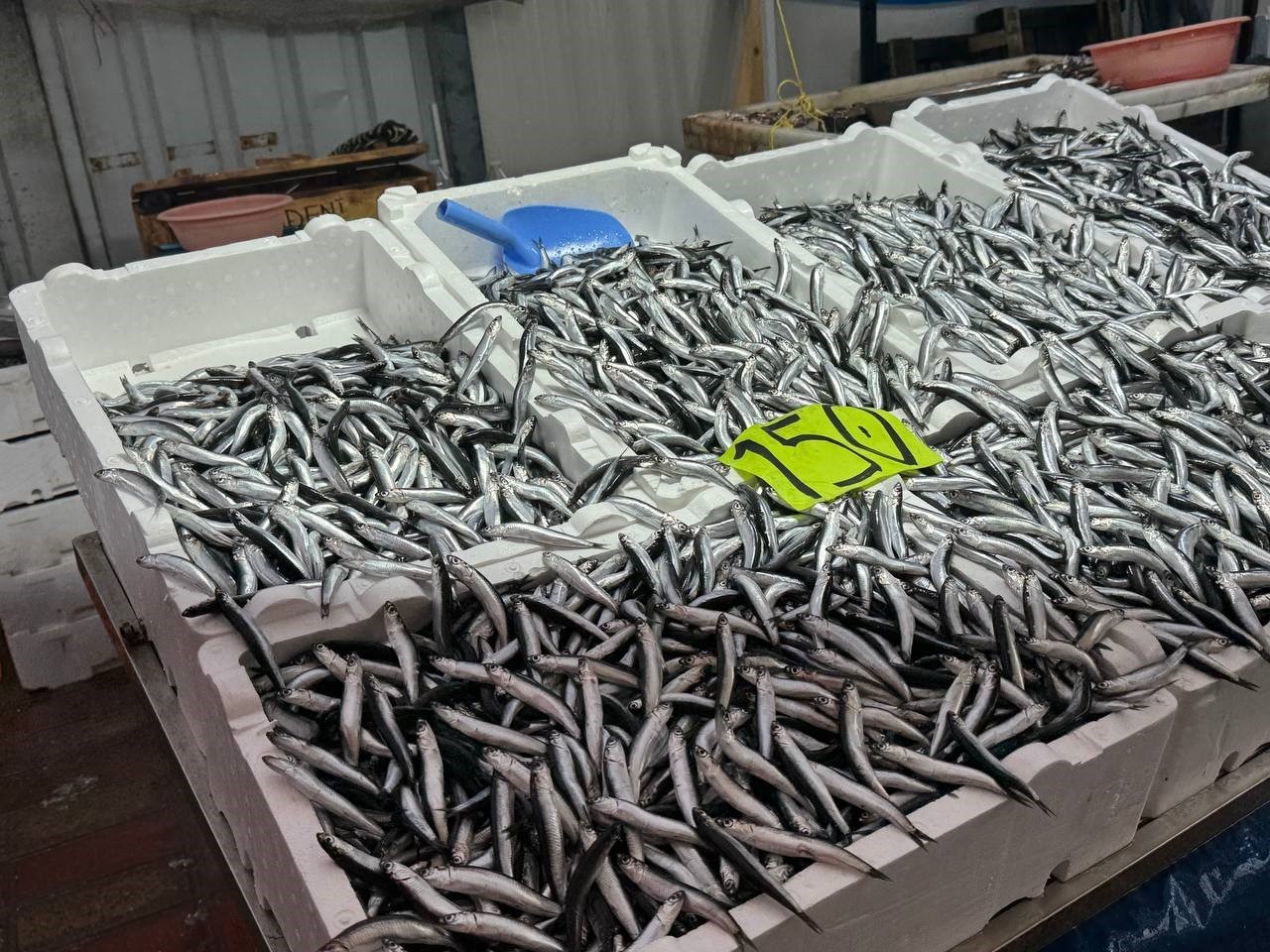 ZONGULDAK'TA OLUMSUZ HAVA ŞARTLARI VE DENİZDE BALIĞIN AZALMASI NEDENİYLE HAMSİNİN KİLOGRAM FİYATI...