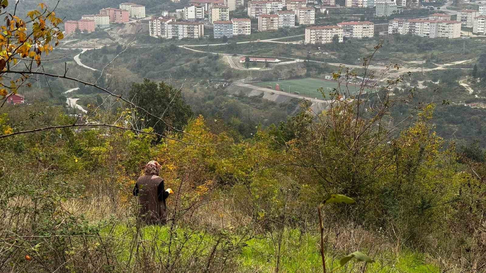 ZONGULDAK (İHA) - ZONGULDAK’IN ALAPLI İLÇESİNİN ORMANLIK ALANLARINDA YETİŞEN VE "DOĞAL VİTAMİN...