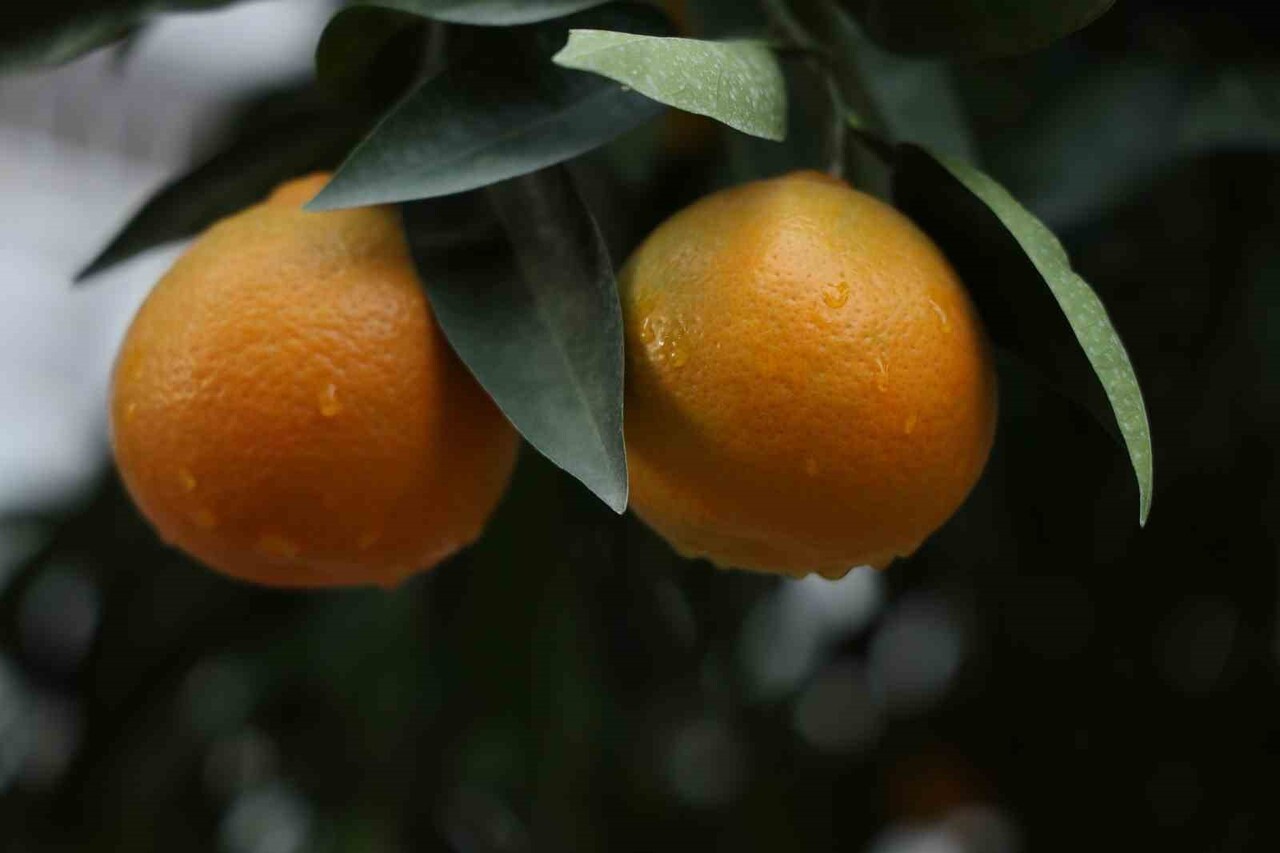 ADANA'DA 4 GÜN BOYUNCA ARALIKSIZ DEVAM EDEN YAĞMUR, ÇUKUROVA ÇİFTÇİSİNİ SEVİNDİRDİ.