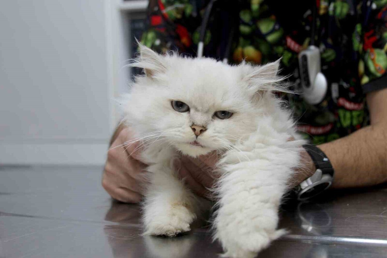 ADANA'DA SOKAKTA BULUNAN 6 AYLIK BRİTİSH LONGHAİR CİNSİ ERKEK KEDİ, VETERİNERE GÖTÜRÜLDÜĞÜNDE...