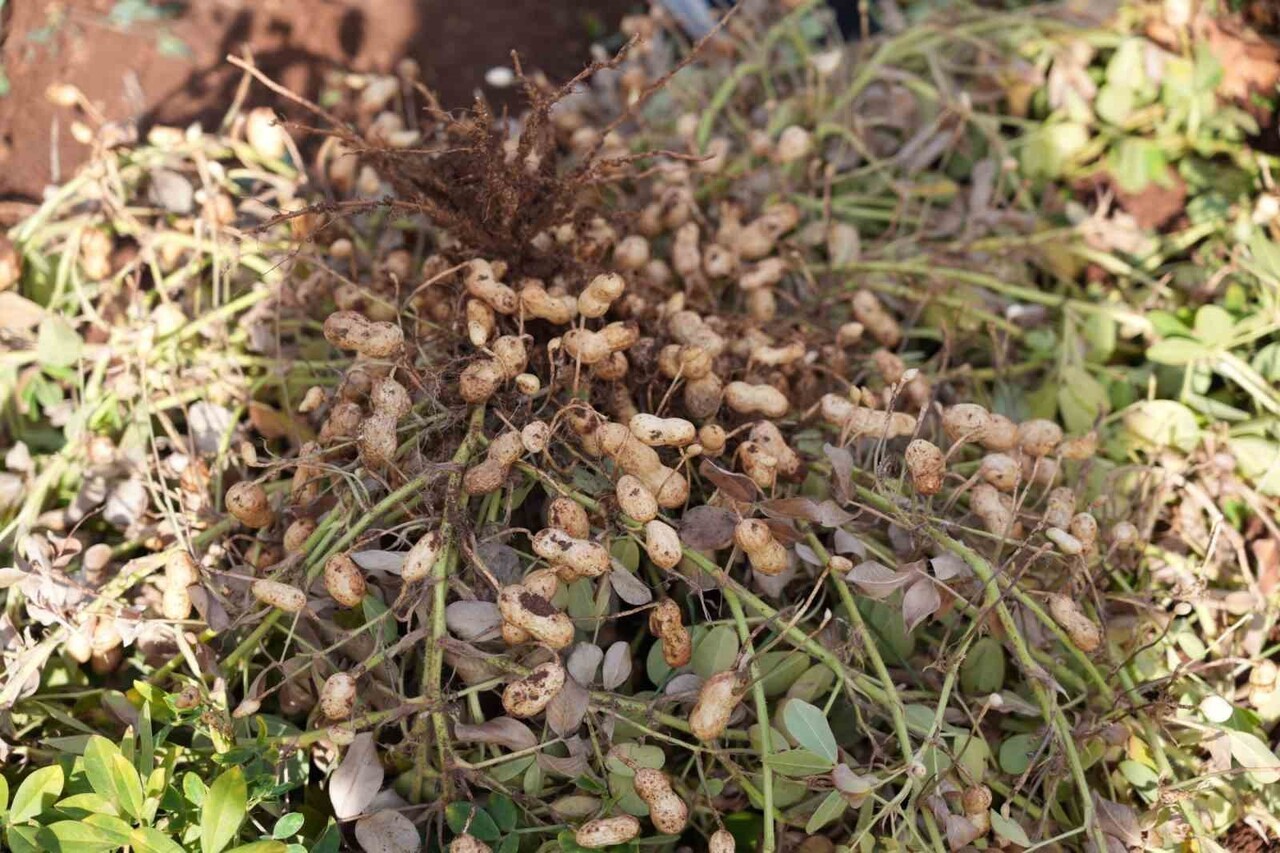 ADIYAMAN’DA YER FISTIĞI HAMLESİ