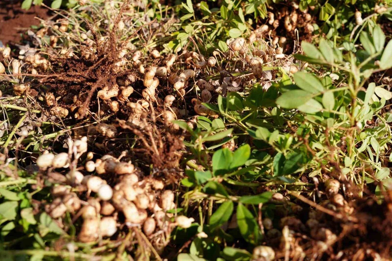 ADIYAMAN’DA YER FISTIĞI HAMLESİ