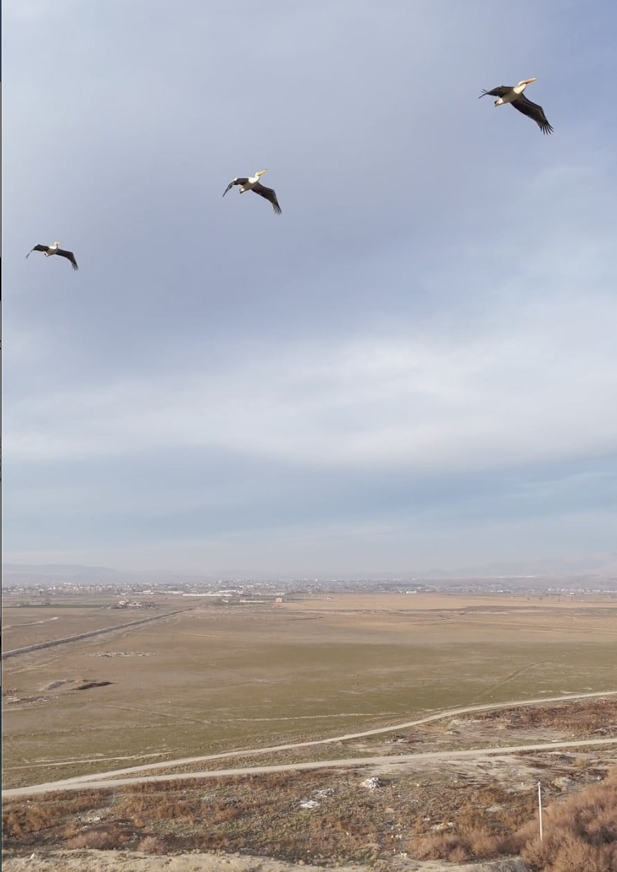 AFYONKARAHİSAR'IN BOLVADİN İLÇESİNDE GÜNEYE UÇARKEN GÖRÜNTÜLENEN PELİKAN SÜRÜSÜ...