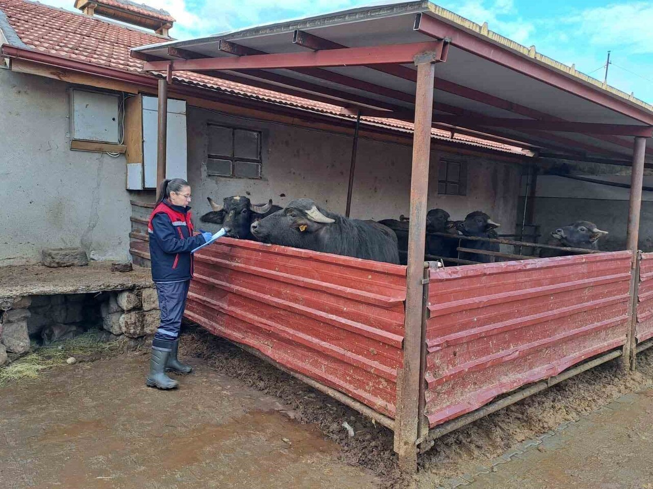 AFYONKARAHİSAR TARIM VE ODMAN MÜDÜRLÜĞÜ TARAFINDAN BAŞLATILAN 'HALK ELİNDE ANADOLU MANDASININ...
