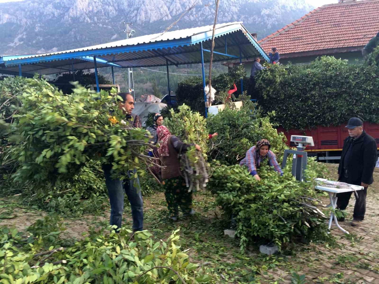 AKSEKİ'NİN SİNANHOCA MAHALLESİ'NDE HER YIL ARALIK, BAZI YILLAR OCAK-ŞUBAT AYLARINDA YAKLAŞIK 4...