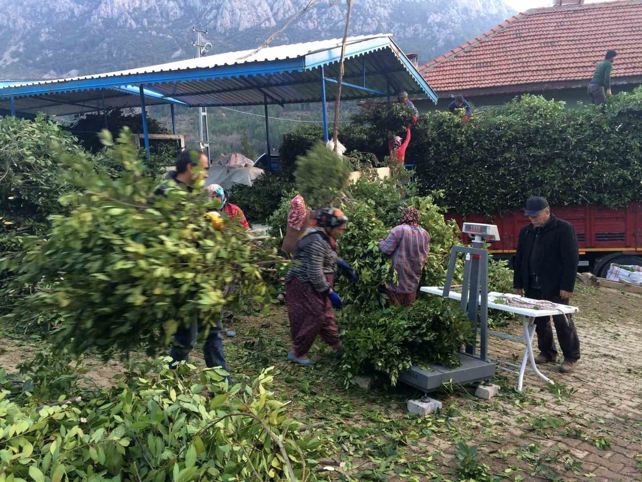AKSEKİ'NİN SİNANHOCA MAHALLESİ'NDE HER YIL ARALIK, BAZI YILLAR OCAK-ŞUBAT AYLARINDA YAKLAŞIK 4...