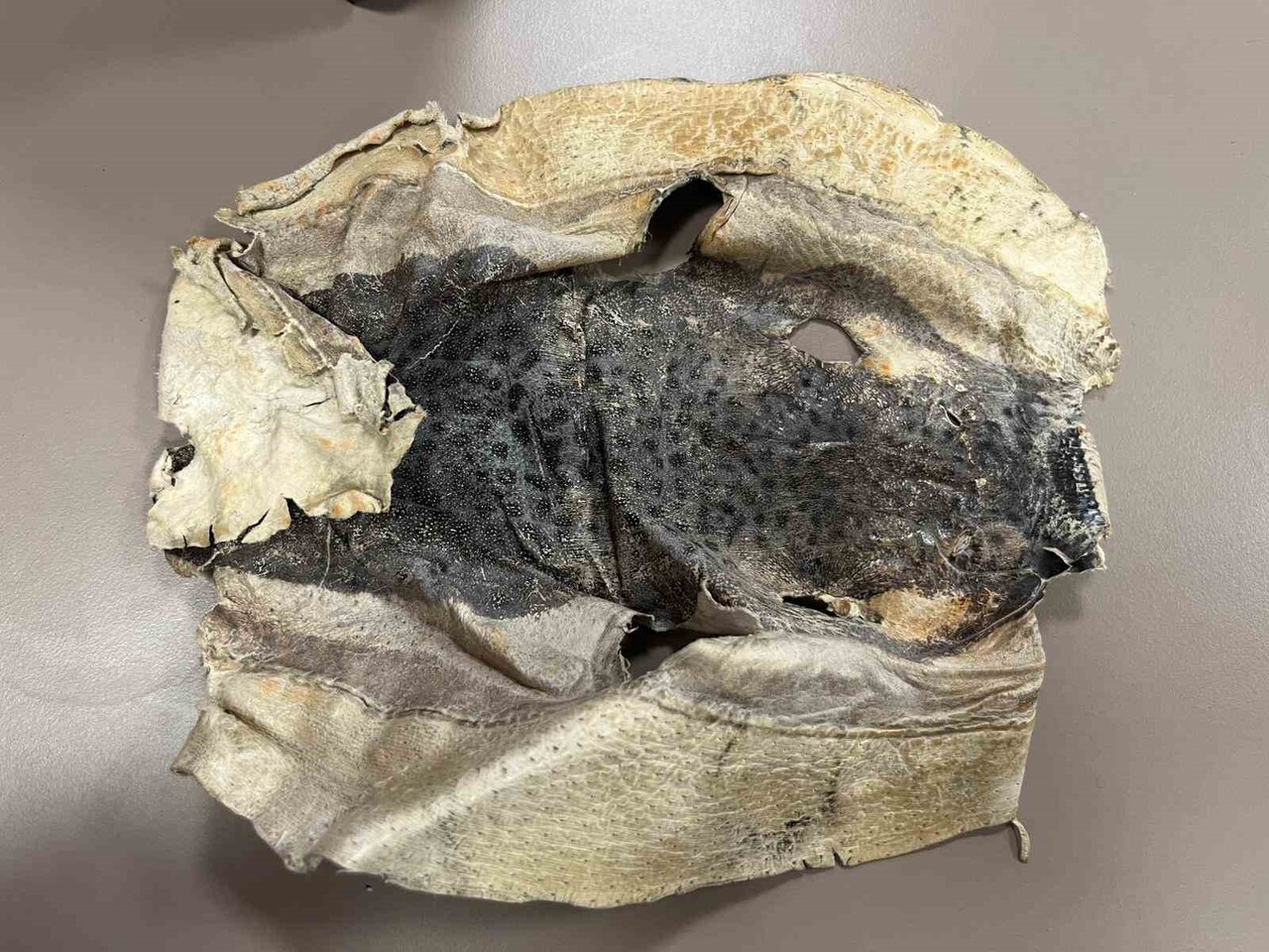 ALANYA’DA BİR ŞİRKETTE MÜDÜR OLARAK GÖREV YAPAN MEHMET ÖZATA, BALON BALIĞINA OLAN İLGİSİNİN TİCARİ...